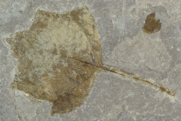 4.1" Fossil Poplar Leaf (Populus) - Nebraska